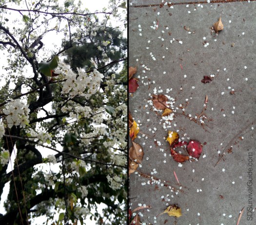 All the flowering fruitless plums? That's "snowy" enough for me.