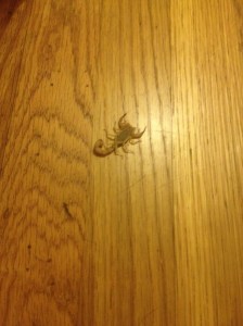 My friend Alexis found a live scorpion when she unpacked her luggage in America.