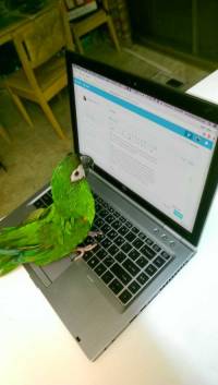 parrot-with-laptop---macaw-birdbird