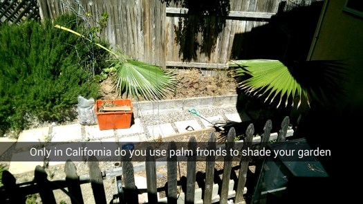 Only in California do you use palm fronds to shade your garden
